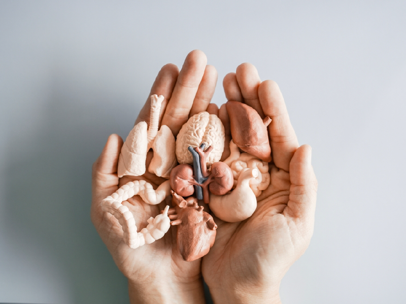 organoids, stem cells, organs, human anatomy, biology, health