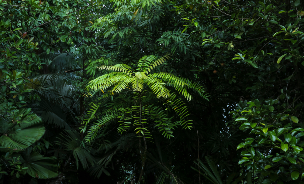 warisan, heritage, perubatan, herba, kesihatan, hutan hujan tropika, malaysia