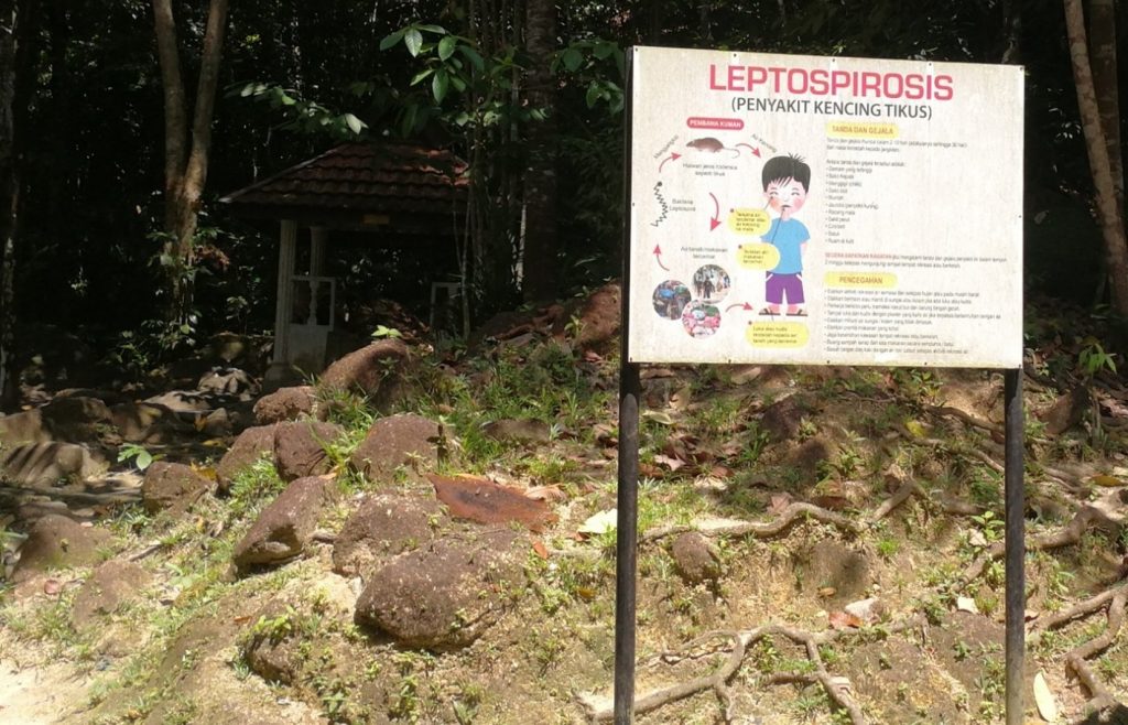 leptospirosis, penyakit berjangkit, bakteria