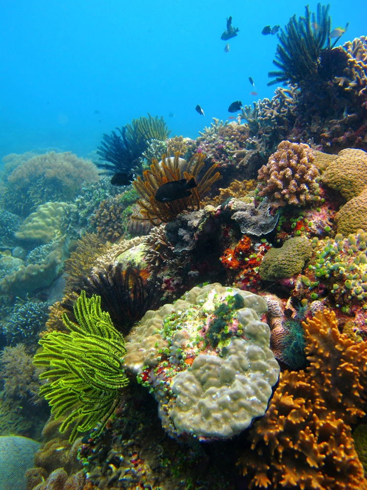 tioman, reef check malaysia, shahir yaman, coral reef