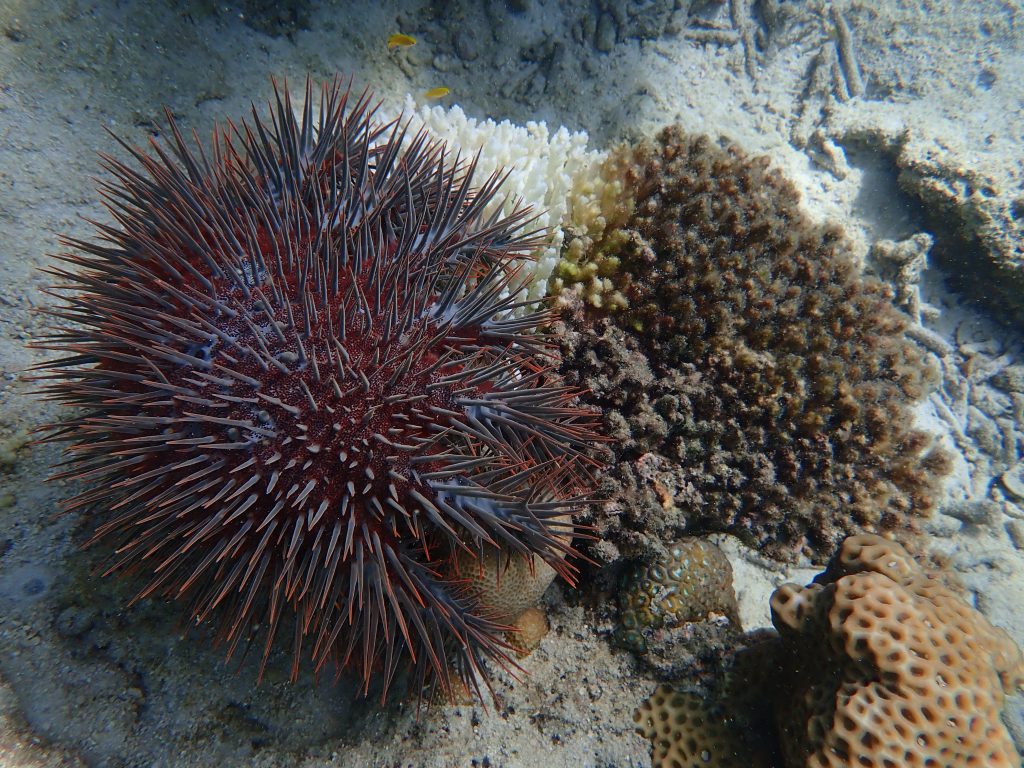 tioman, reef check malaysia, shahir yaman, coral reef