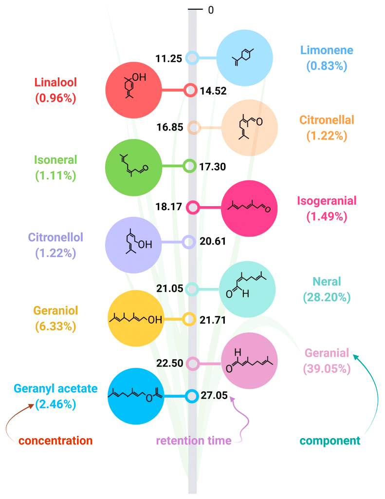 Bioactive compounds in lemongrass essential oil contribute to its aroma and biological activities. Adapted from MDPI.
