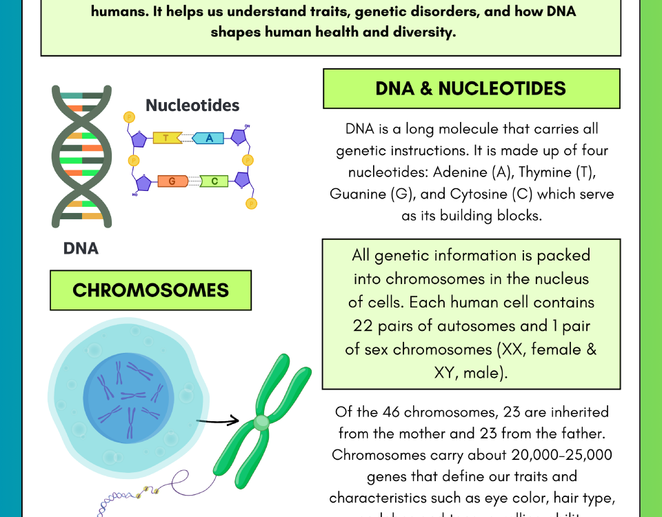 basic human genetics, chromosomes, genetics